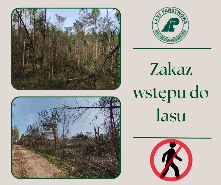 zakaz wstęlu do Lasu